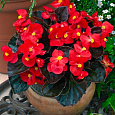 Бегония вечноцветущая бронзоволистная Гавана Скарлет Бегония вечноцветущая бронзоволистная Гавана Скарлет