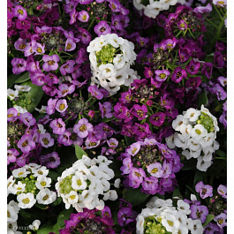 Алиссум Клеа Кристал Микс