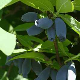 Жимолость Синичка