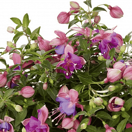 Фуксия ампельная Leonita Double Rose-Blue