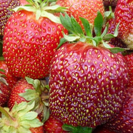 Земляника садовая Богема
