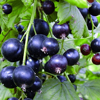 Смородина черная Мулатка