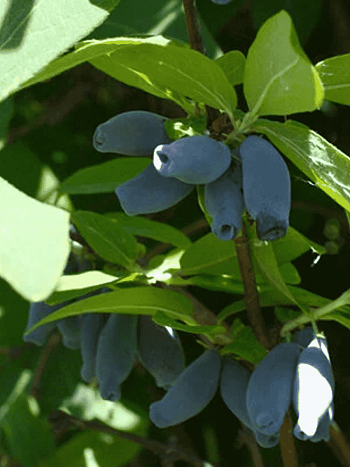 Жимолость Синичка