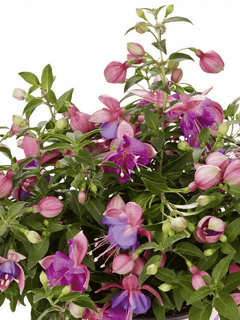 Фуксия ампельная Leonita Double Rose-Blue