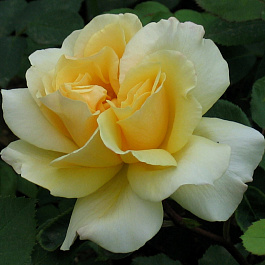 Роза чайно-гибридная Йеллоу Квин Элизабет