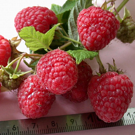 Малина ремонтантная Примара (бесшипый)