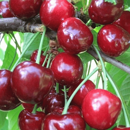 Черешня Теремошка