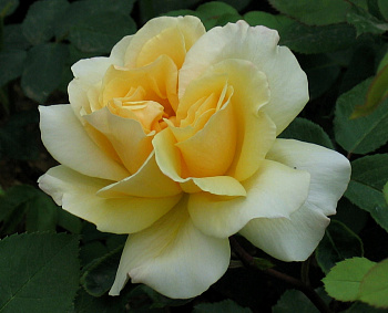 Роза чайно-гибридная Йеллоу Квин Элизабет