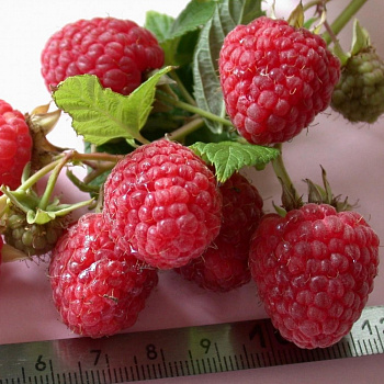 Малина ремонтантная Примара (бесшипый)