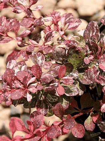 Барбарис Тунберга Rosetta