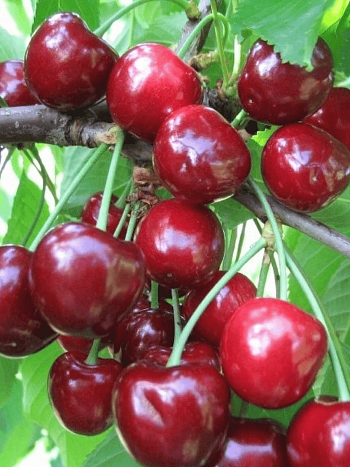 Черешня Теремошка