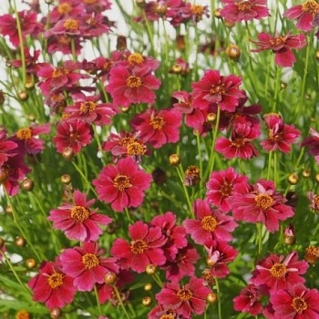 Кореопсис ланцетовидный Twinkle Red