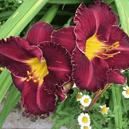 Лилейник Black Stockings