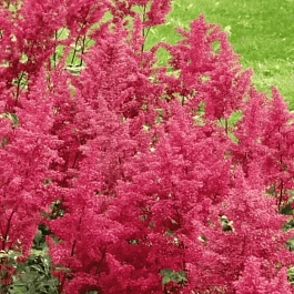 Астильба Китайская Red Skyscraper