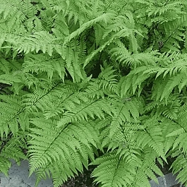 Кочедыжник женский Lady in Red