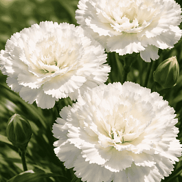 Гвоздика Перистая Haytor