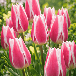 Тюльпан триумф Early Surprise