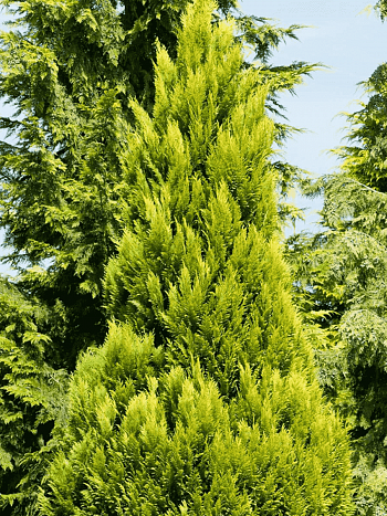 Кипарисовик Лавсона Erecta Aurea