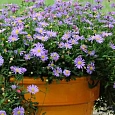 Брахикома многораздельная Brasco Violet (кашпо)
