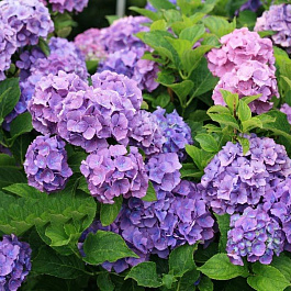 Гортензия крупнолистовая Бенелюкс