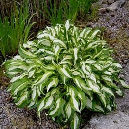 Хоста волнистая Медиовариегата НАБОР 2ШТ (1+1)