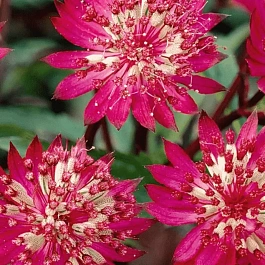 Астранция большая Claret