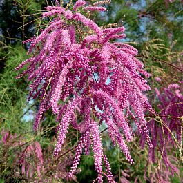 Тамарикс ветвистейший Пинк Каскад