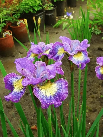 Ирис сибирский How Audacious