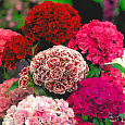 Гвоздика Турецкая Махровая