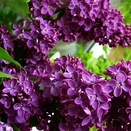 Сирень обыкновенная Маршал Соколовский