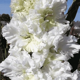 Гладиолус  Octopus