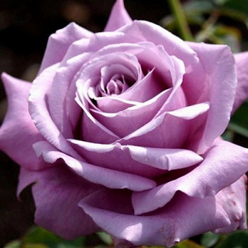 Роза чайно-гибридная Майнзер Фастнахт