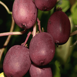 Актинидия Аргута Geneva