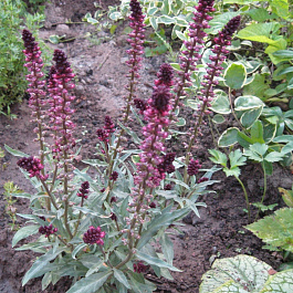 Вербейник темно-пурпурный Божоле