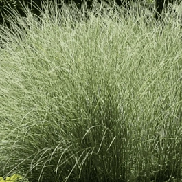 Мискантус китайский