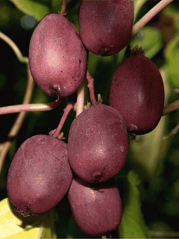 Актинидия Аргута Geneva