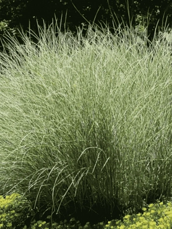 Мискантус китайский