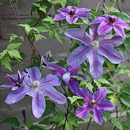 Клематис крупноцветковый Дети Варшавы
