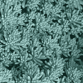 Очиток испанский Blue Carpet