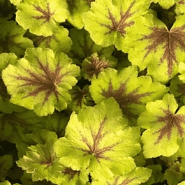 Гейхерелла  Art tropico