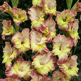 Гладиолус Voliere Frizzle