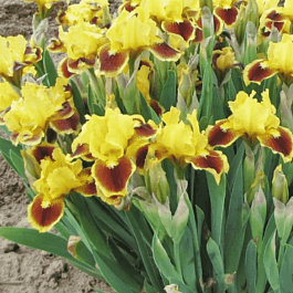 Ирис карликовый Splash of Red