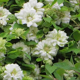 Клематис гибридный Duchess of Edinburgh