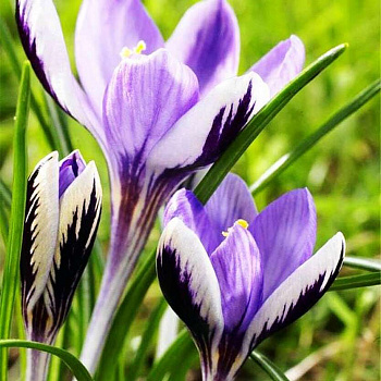 Крокус Зибера Спринг Бьюти