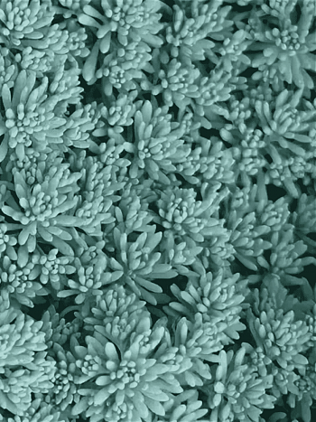 Очиток испанский Blue Carpet