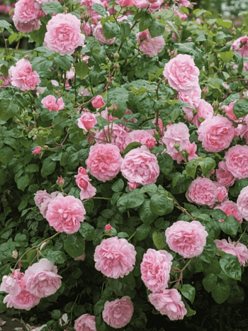 Роза Английская кустовая  Strawberry Hill