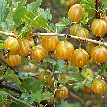 Крыжовник хенаульта  HINNONMAKI GUL
