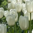 Тюльпан Portofino-Maureen