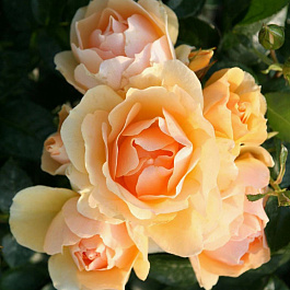 Роза флорибунда Ханзештадт Росток