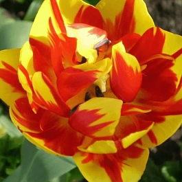 Тюльпан Махровый Monte Feu